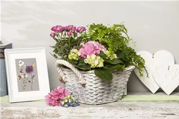 DIE BELIEBTESTEN ZIMMERPFLANZEN