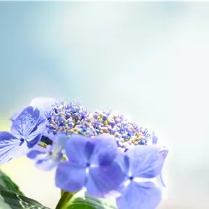 Hortensie