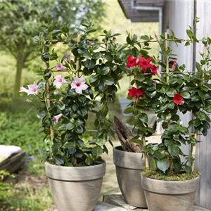 PFLANZE DES MONATS APRIL: DIPLADENIE