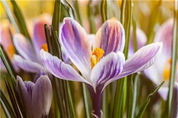 INSEKTENFREUNDLICHES FRüHJAHR! INSEKTENFREUNDLICHES FRüHJAHR!