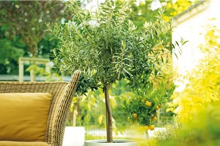 GARTEN DES SüDENS! 