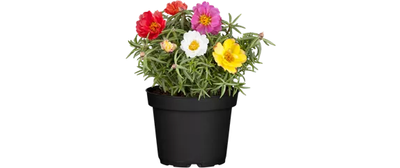 GARTEN DES SüDENS! 