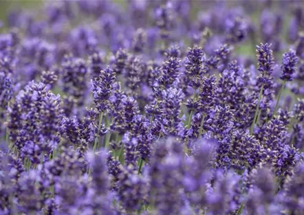 Lavendel