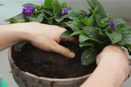 VANILLEBLUME - EINPFLANZEN IN EIN GEFäSS