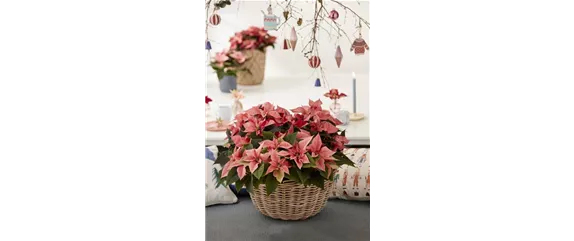 KLASSISCHE WEIHNACHTEN!