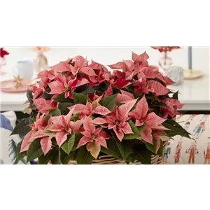 KLASSISCHE WEIHNACHTEN!