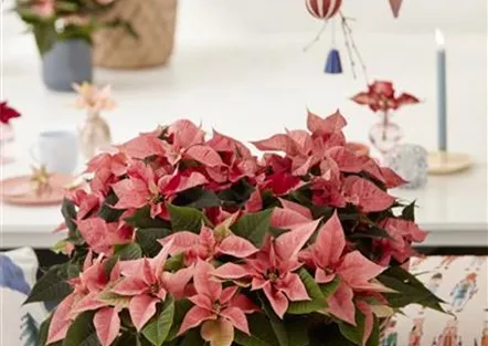 KLASSISCHE WEIHNACHTEN!