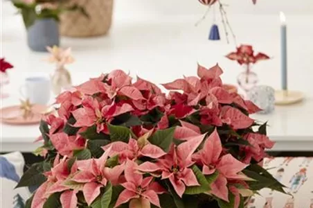 KLASSISCHE WEIHNACHTEN!