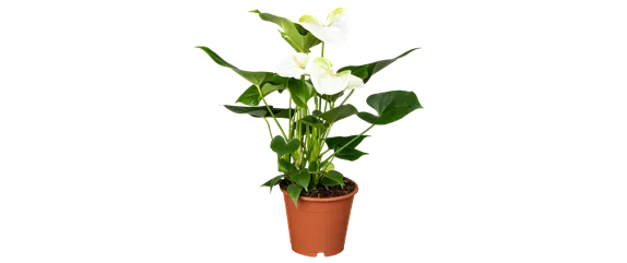 KLASSISCHE WEIHNACHTEN!