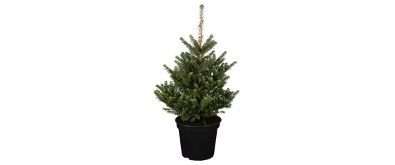 DEN WEIHNACHTSBAUM RICHTIG PFLEGEN