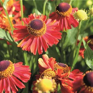 PFLANZE DES MONATS SEPTEMBER: SONNENBRAUT