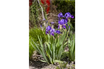 IRIS - DIE PFLANZE MIT DEN VIELEN GESICHTERN IRIS - DIE PFLANZE MIT DEN VIELEN GESICHTERN