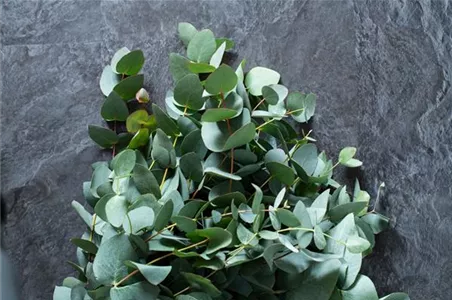 PFLANZE DES MONATS NOVEMBER: EUKALYPTUS