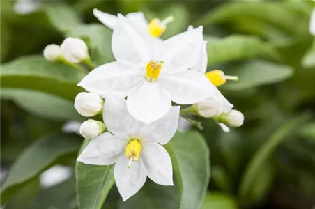 DER SOMMERJASMIN!