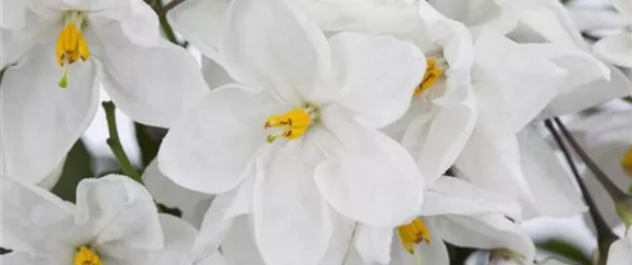 DER SOMMERJASMIN!