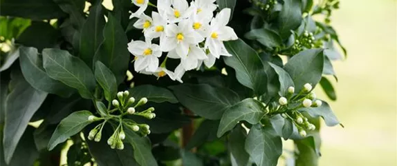 DER SOMMERJASMIN!