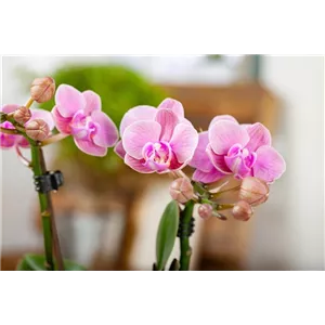 Pflanze des Monats Januar: Orchidee