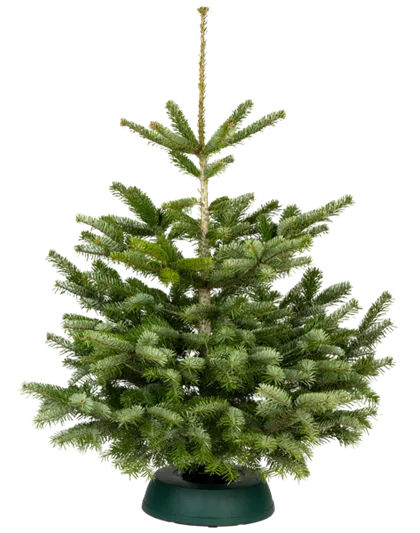 Nordmann Premium 100/125