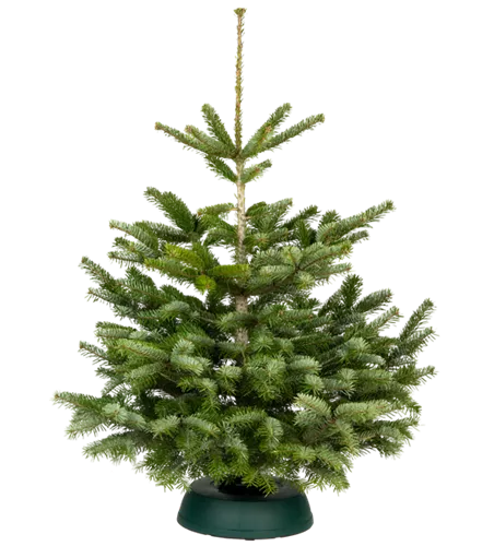 Nordmann Premium 100/125