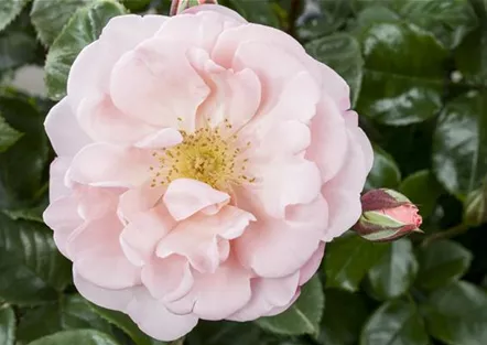 Pflanze des Monats Juli: ROSE