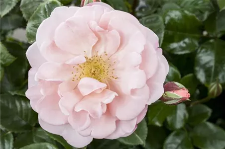 Pflanze des Monats Juli: ROSE